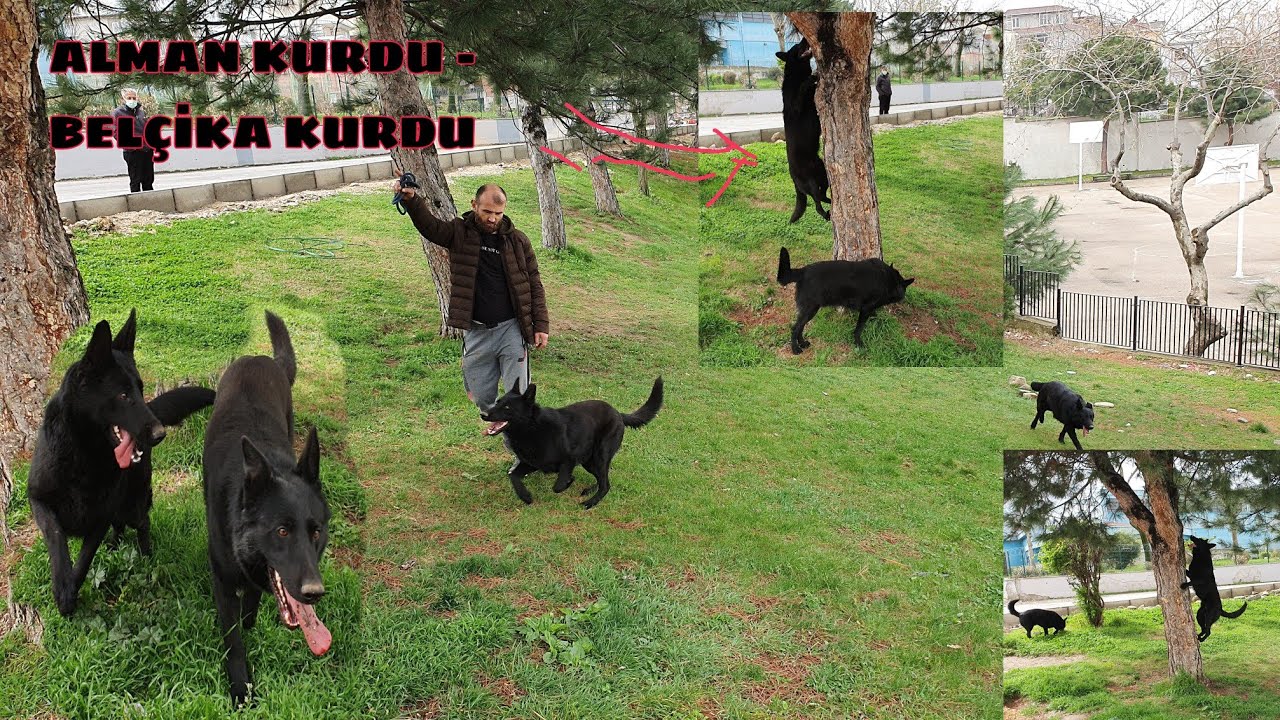 SİYAH BELÇİKA KURDU MU ?  ALMAN KURDU MU ?