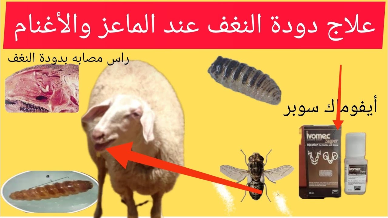 علاج دودة النغف في الأغنام Myiasis worm in sheep#فرج_فارم