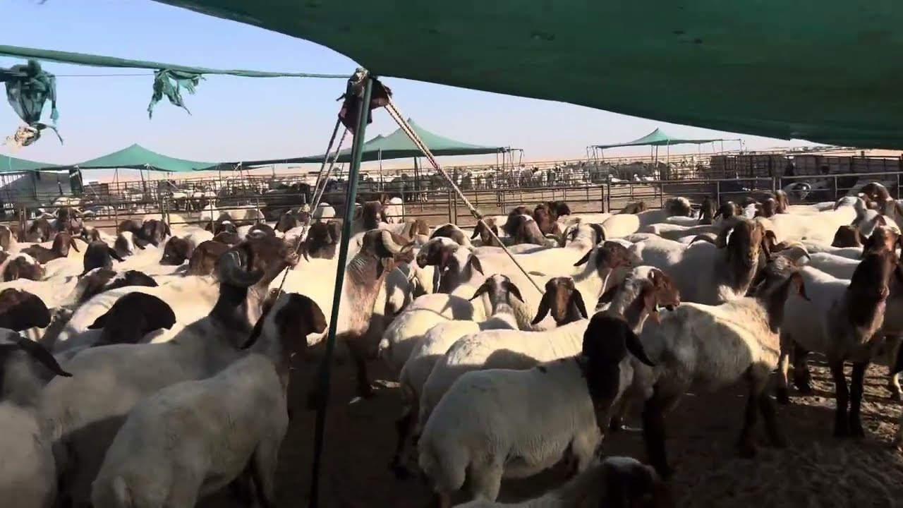 أغنام النعيمي بالكويت 🇰🇼 | شلون تربّيها صح وتربح ذهب؟ ….