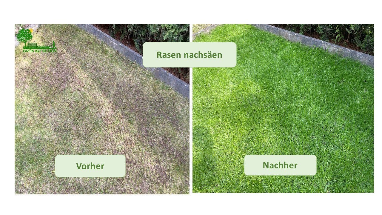 Rasen richtig nachsäen Teil 2! Wie hat sich der Rasen in 2 Wochen verändert. Rasennachsaat