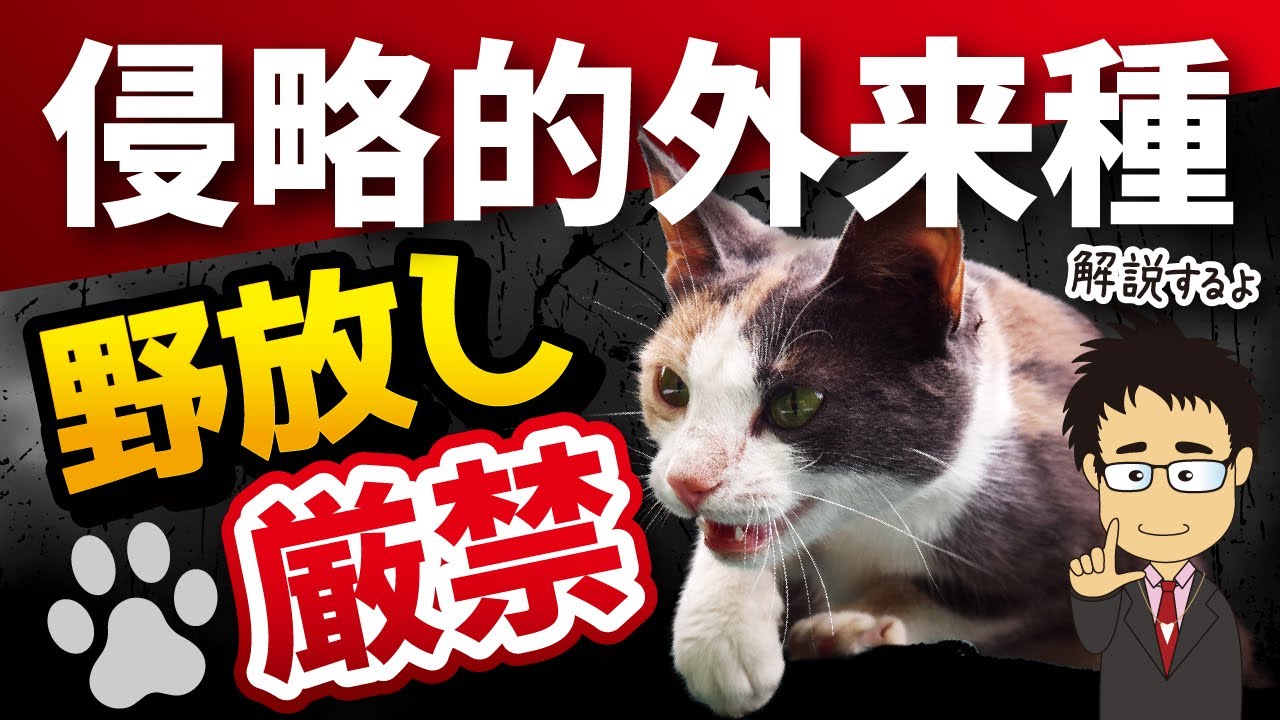 【外来種ネコ問題①】最もヤバい外来種？猫を絶対に野に放ってはいけない理由を解説！