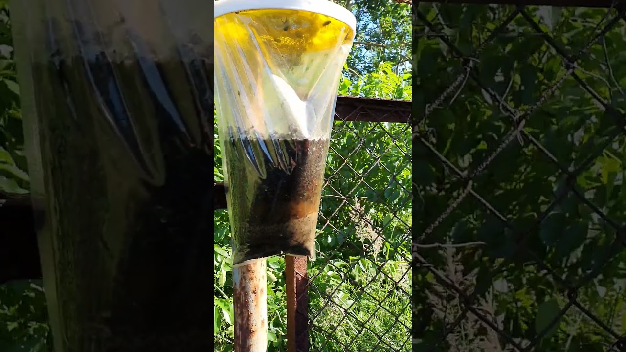 Najsilniejsza pułapka na muchy? FlyCatcher!