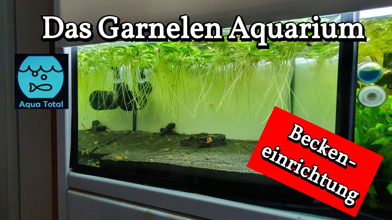 Das Garnelen Aquarium - Worauf ist zu achten - Neueinrichtung eines Aquariums für Neocaridina