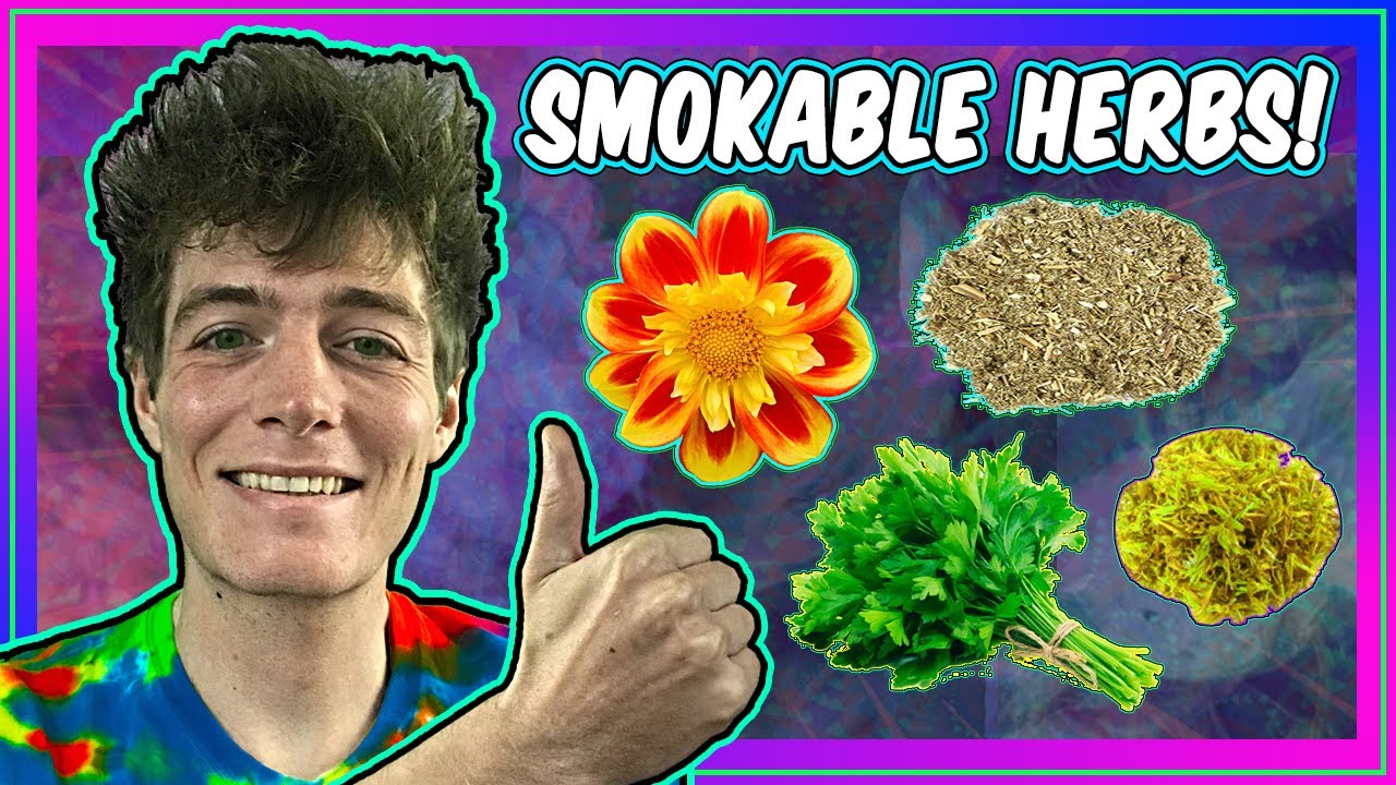 𝗟𝗲𝗴𝗮𝗹 𝗛𝗲𝗿𝗯𝘀 𝗳𝗼𝗿 𝗦𝗺𝗼𝗸𝗶𝗻𝗴! 🍃 Cannabis Alternatives & Herbal Remedies!