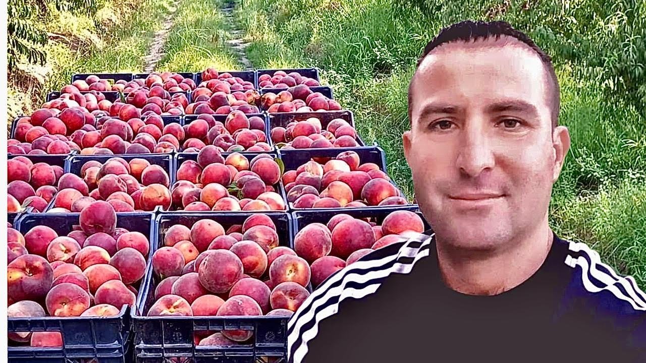 Fermeri lushnjar me 180 hektarë pjeshkë! Ja pse i “hanë” më shumë të huajt…
