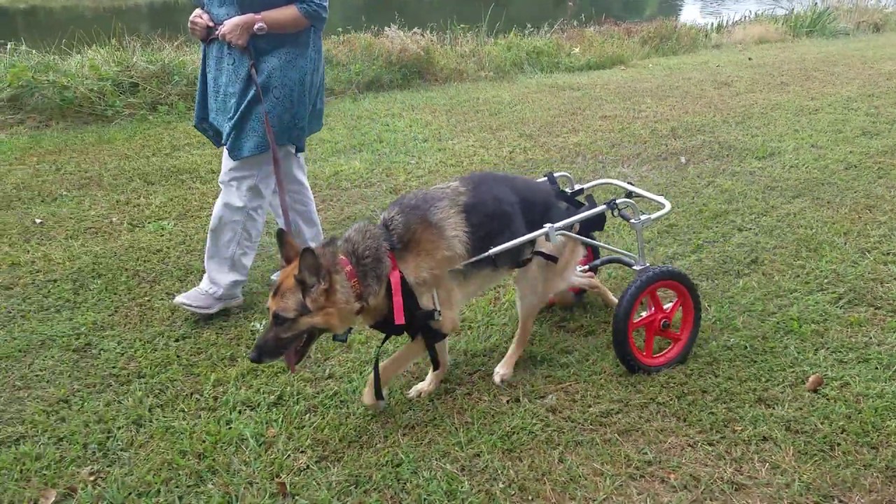 Frisky taking a walk with his wheelchair