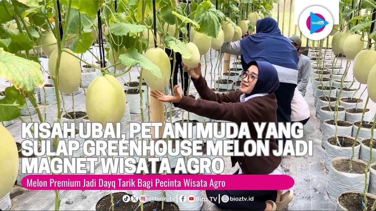 Kisah Ubai, Petani Muda Trenggalek yang Sulap Greenhouse Melon Jadi Magnet Wisata Agro - bioztv.id