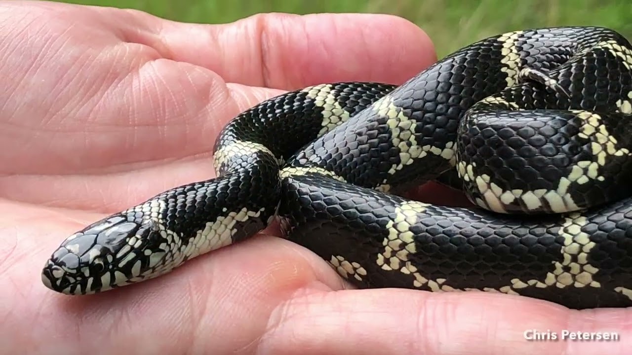 DoD PARC Species Profile Video Series: Episode 13: Eastern Kingsnake
