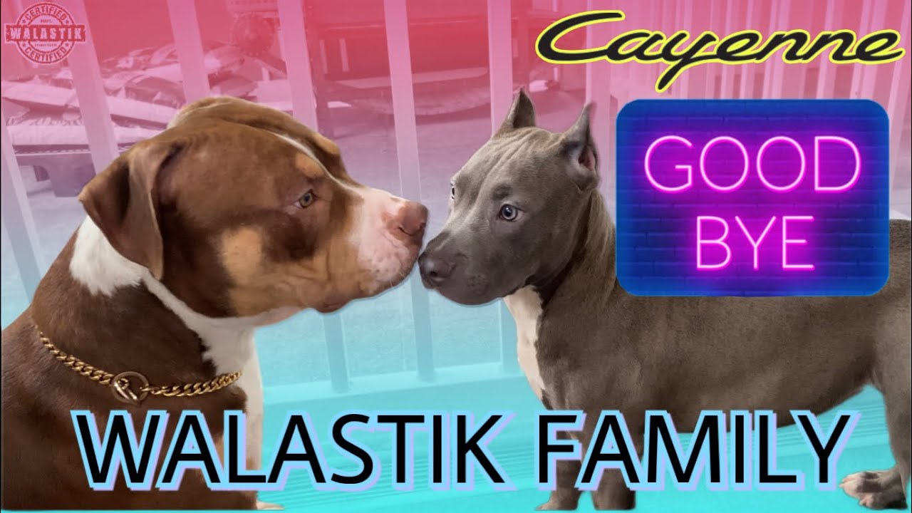 NAIYAK AKO SA PAG REHOME KAY CAYENNE | XL AMERICAN BULLY PUPPY | SAM WALASTIK