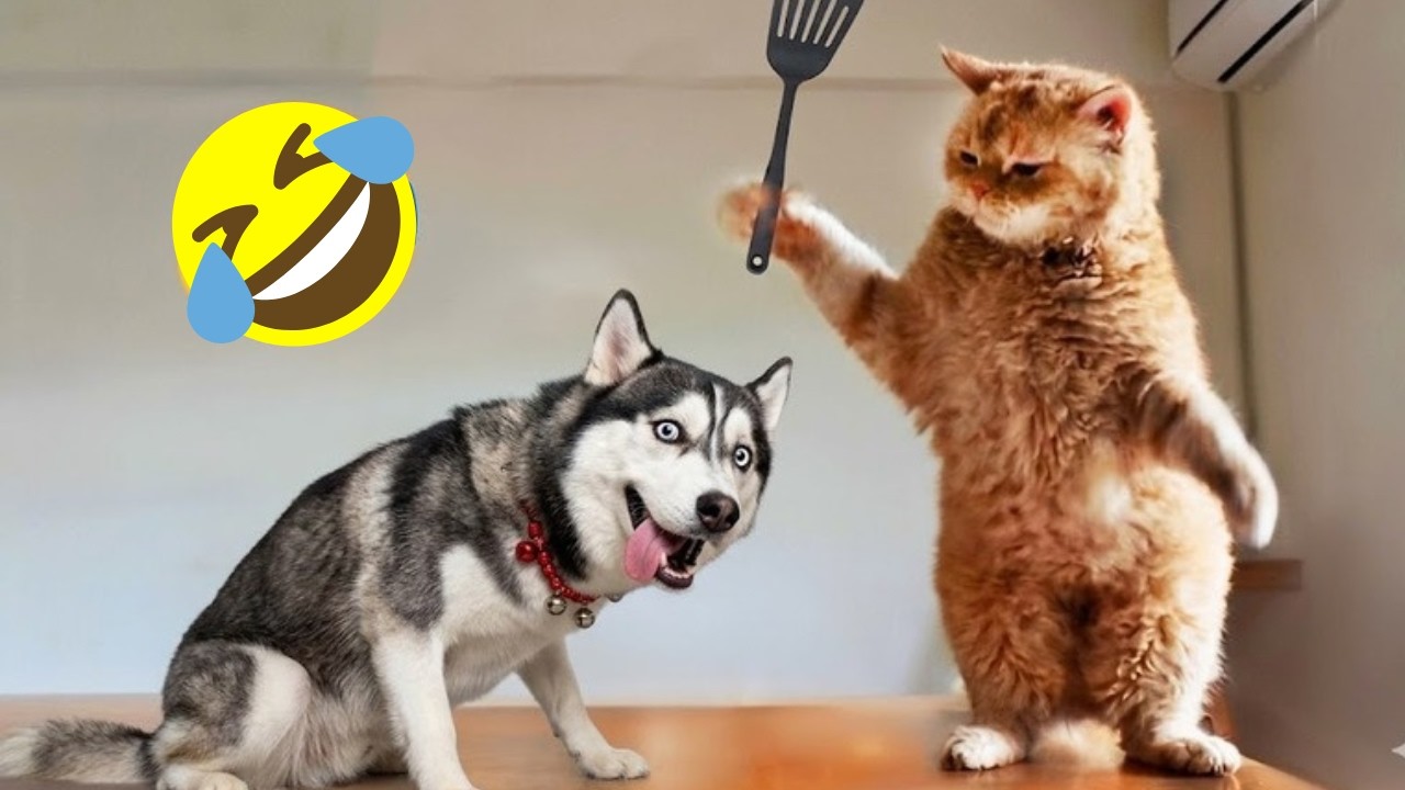 Funniest Cats and Dogs Clips 2026😼🐶Try Not To Laugh😜The Funniest Moments Ever 🐶🍗🤣
