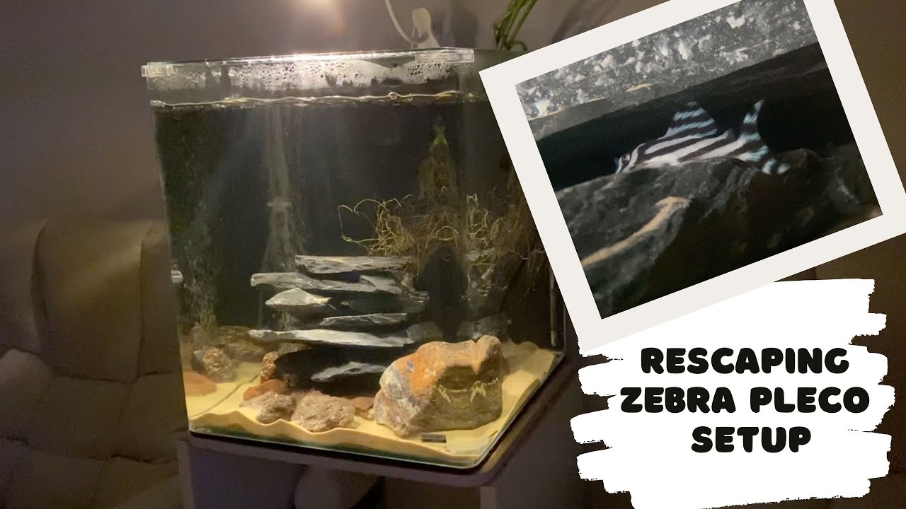 Rescaping Zebra Pleco L46 Biotope Setup