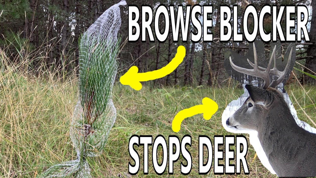 Best Way to Keep Deer from Eating Trees