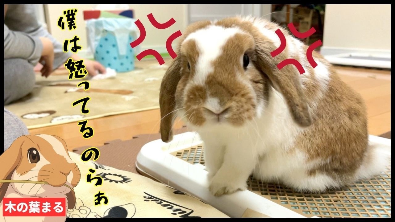まるちゃん抱っこの代償がデカすぎました・・