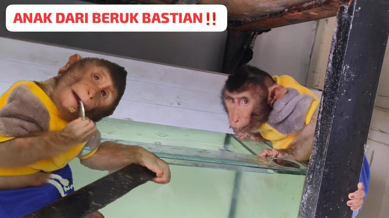 Beruk Yuhu sudah sangat aktif ‼️