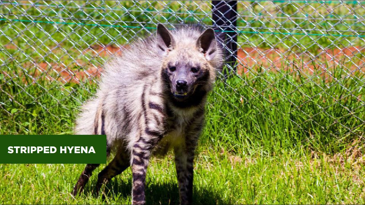 STRIPPED HYENA