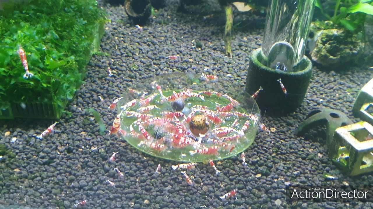 Red Fancy Tiger Shrimp 🍤 breeding group.