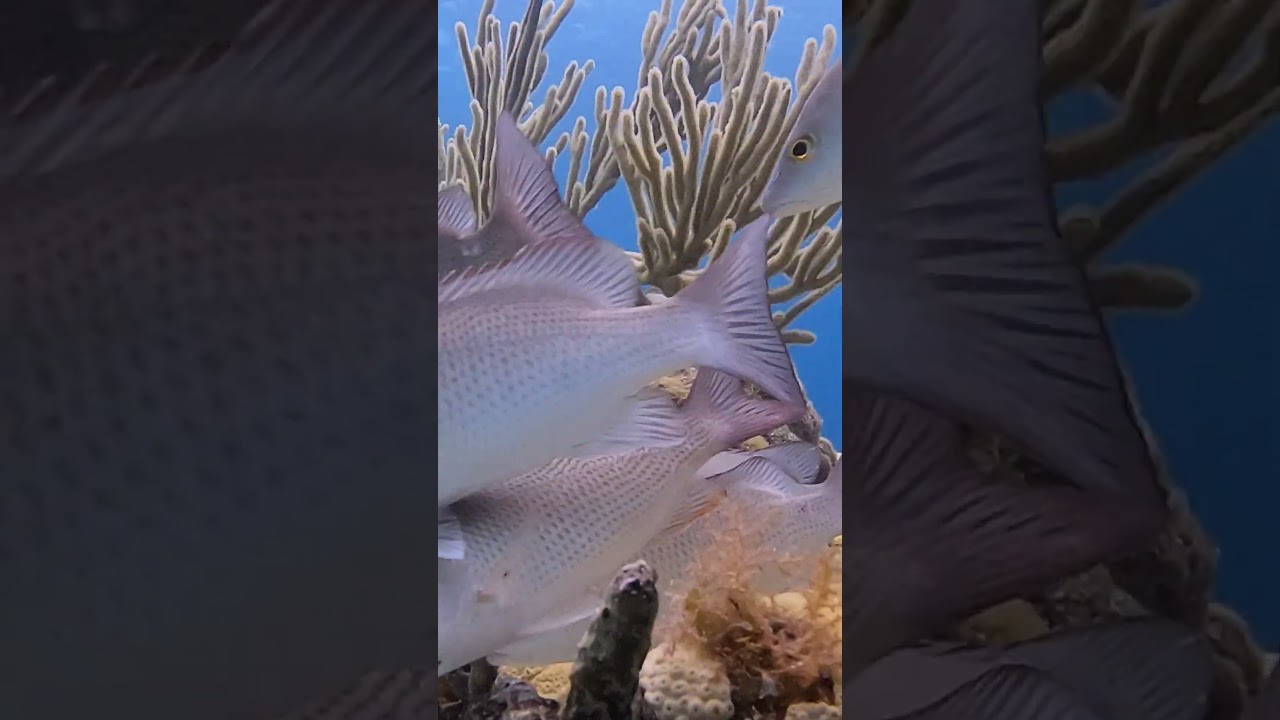 Stanley Scuba, diving in the Florida Keys, Islamorada 