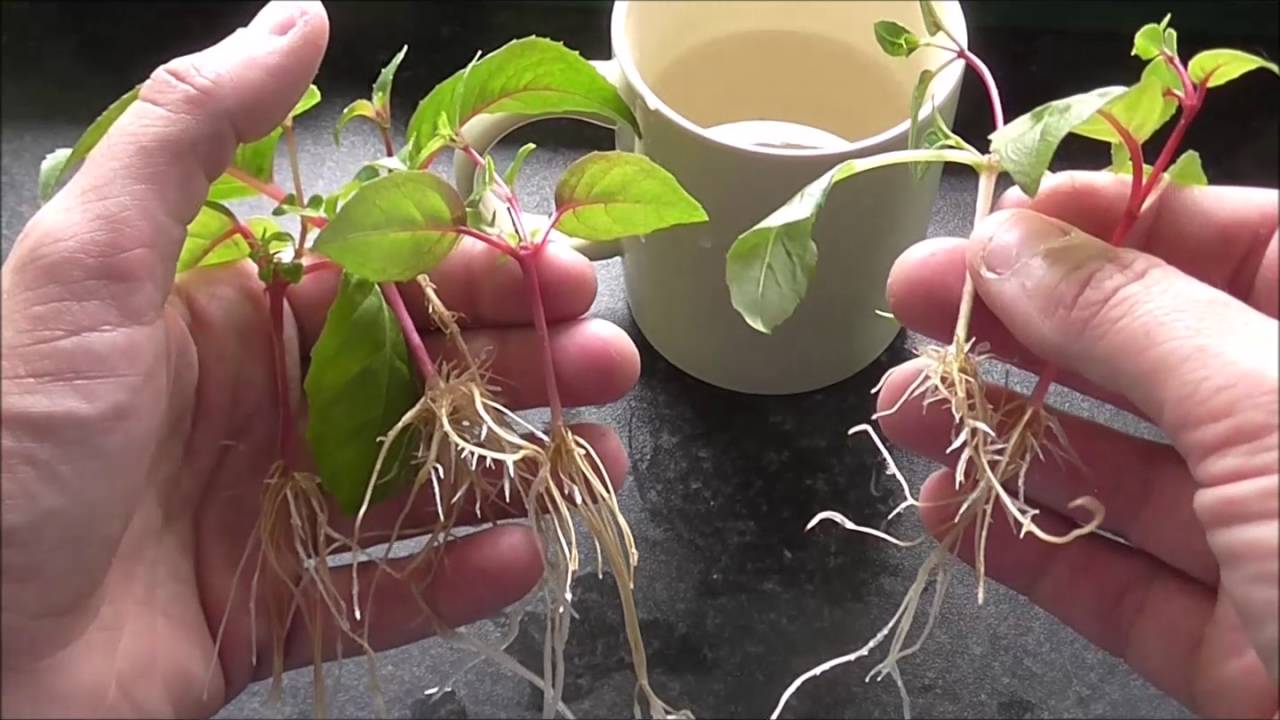 How to sow French Climbing Beans - Allotment Grow How