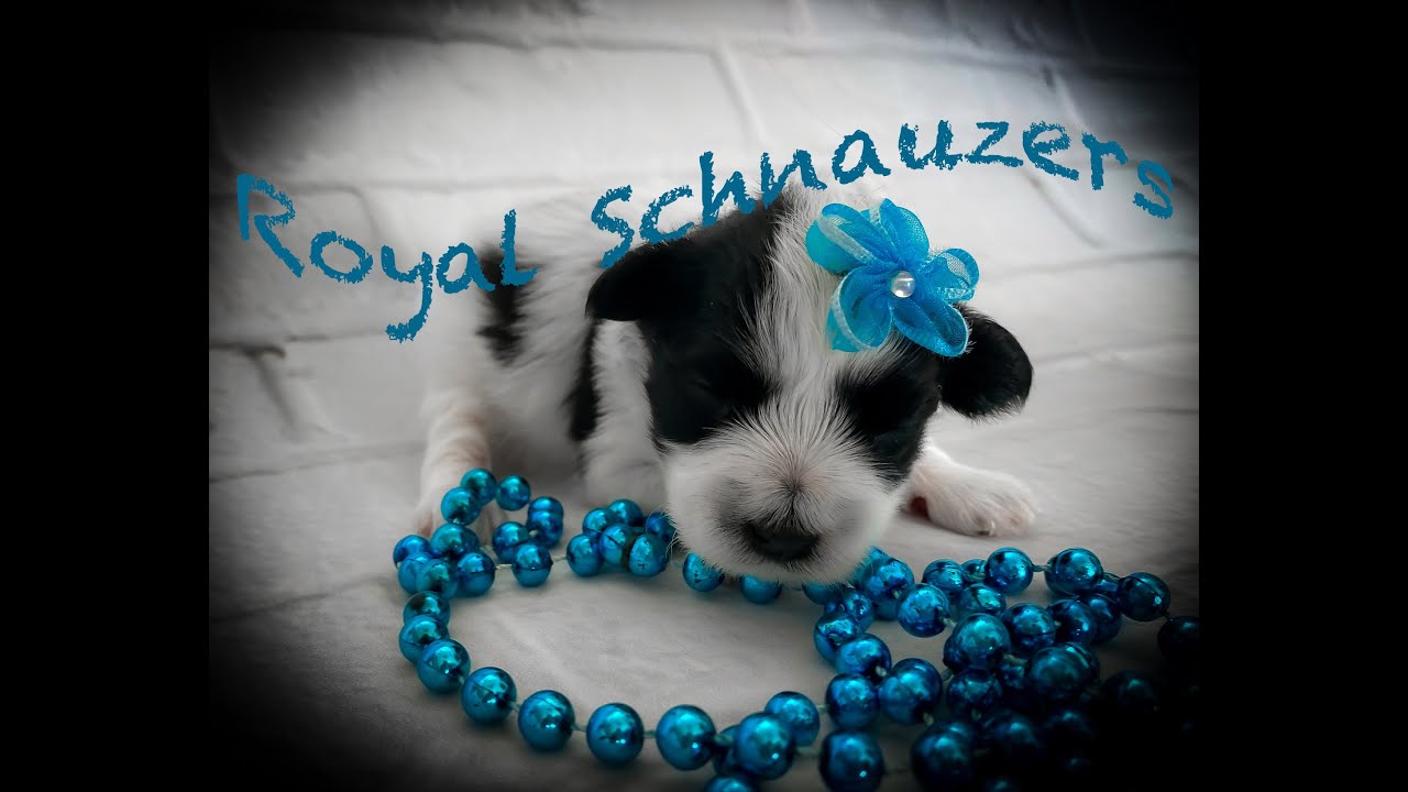 Royal Schnauzers Eyes...You need to see this!