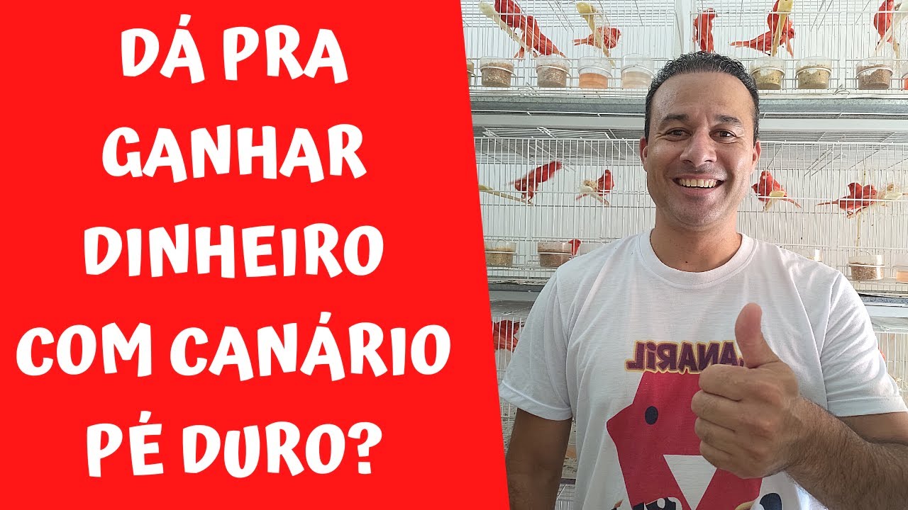 COMO GANHAR DINHEIRO CRIANDO CANÁRIO PÉ DURO