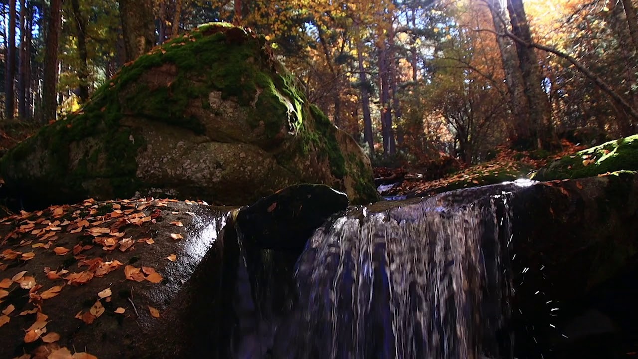 Relaxing autumn walk through the forest 🍁 Canencia 2020 🍁