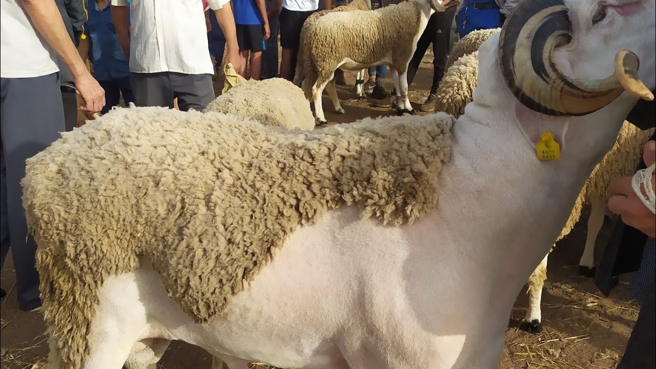 مباشرة من سوق سبت تيط مليل 🐑اتمنة مرتفعة في الحولي والضروبات 🐄🙈متنساوش دعمونا باشتراك 🎖️🙏