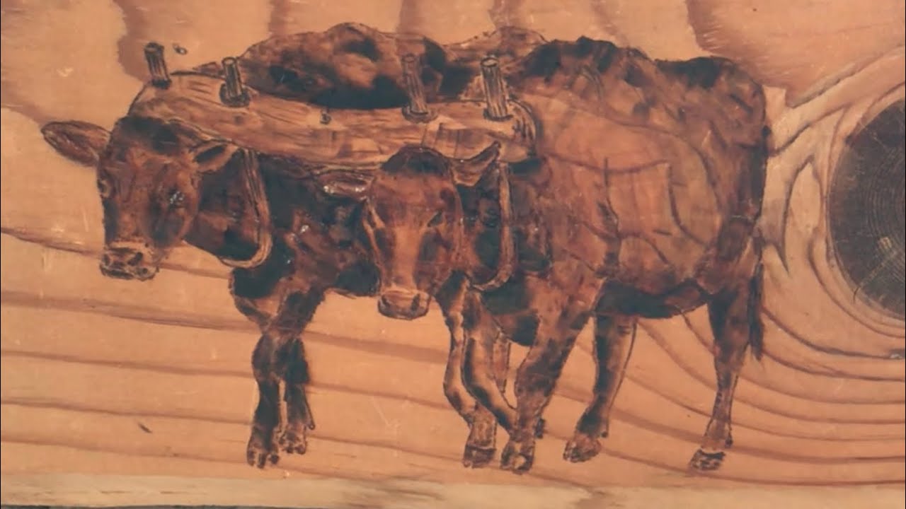 Oxen, Rope Halters & Training