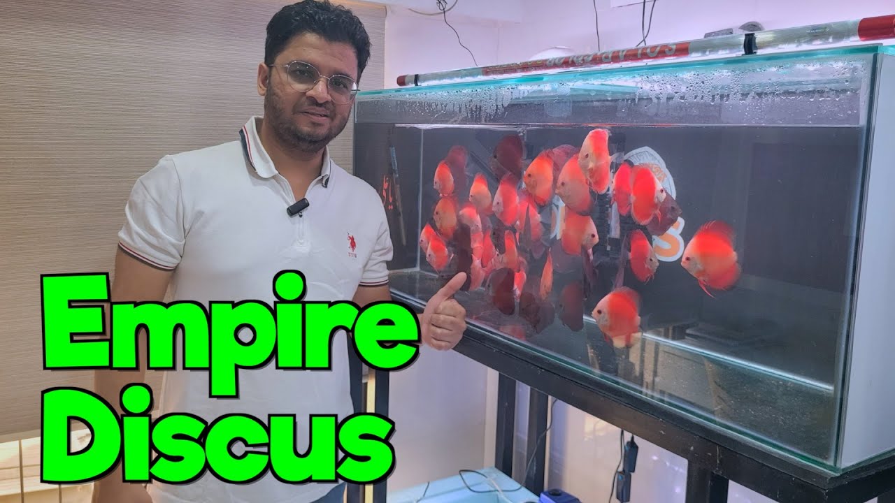 Discus Fishes at Empire Discus I Delivery available all over India