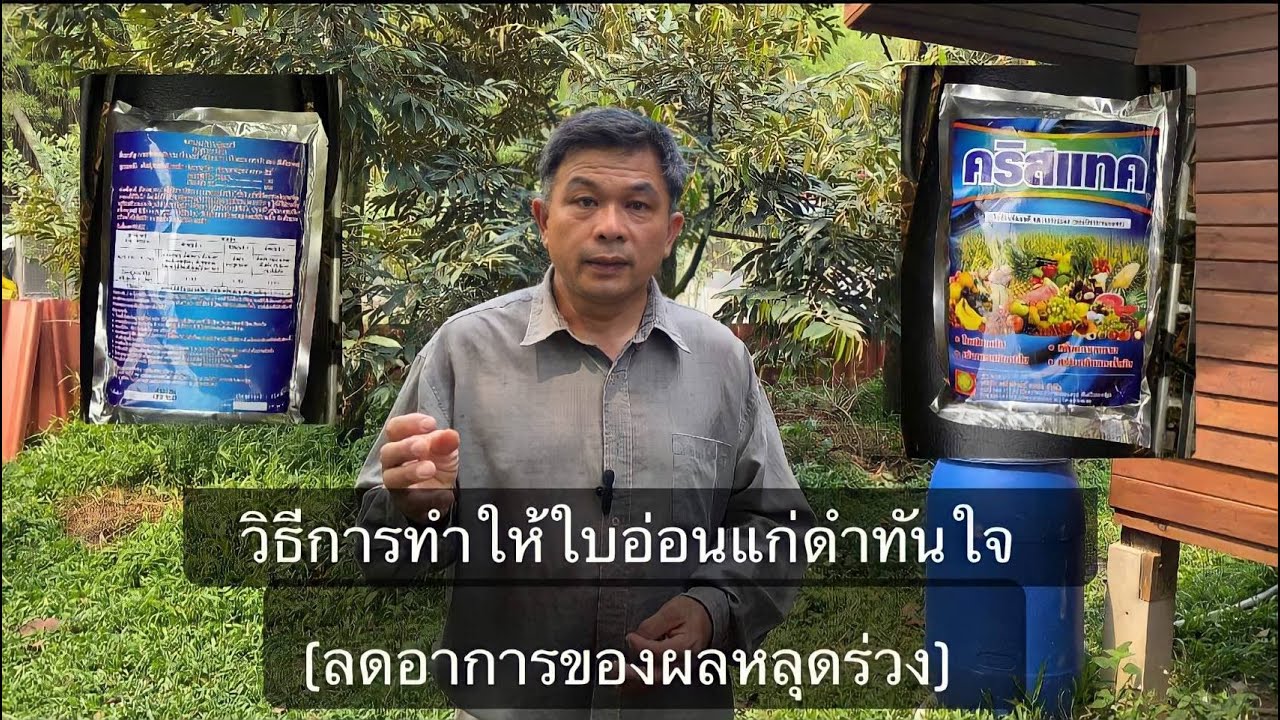 วิธีการทำให้ใบอ่อนแก่ดำทันใจลดอาการของผลหลุดร่วง