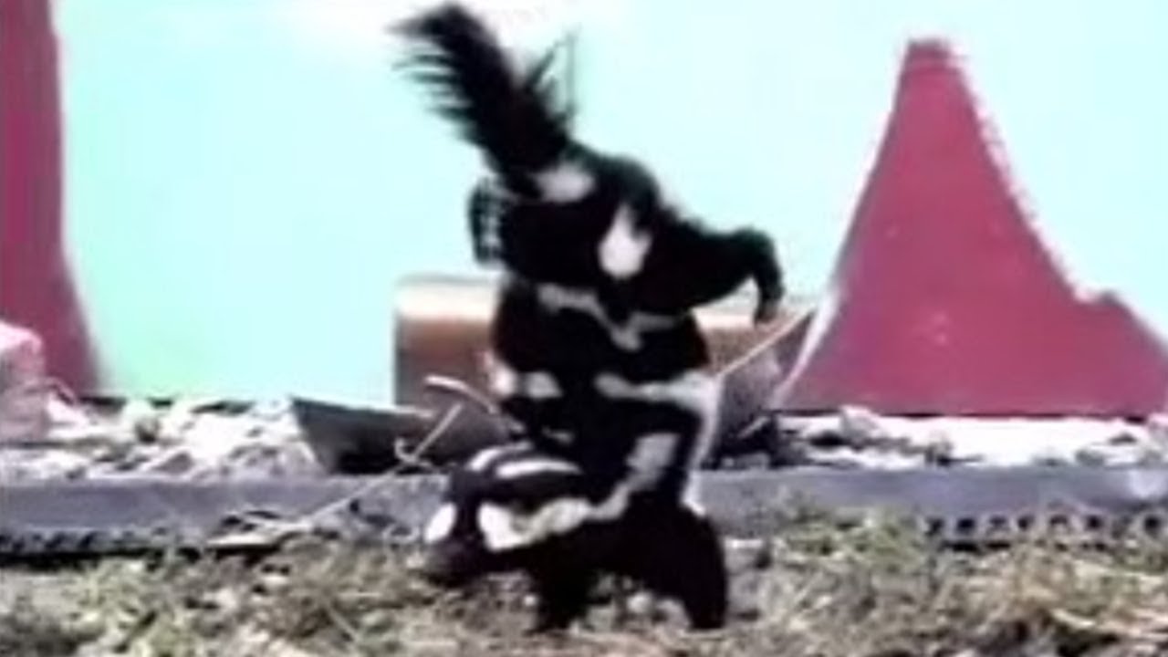 Spotted Skunk Handstand | Weird Nature | BBC Studios