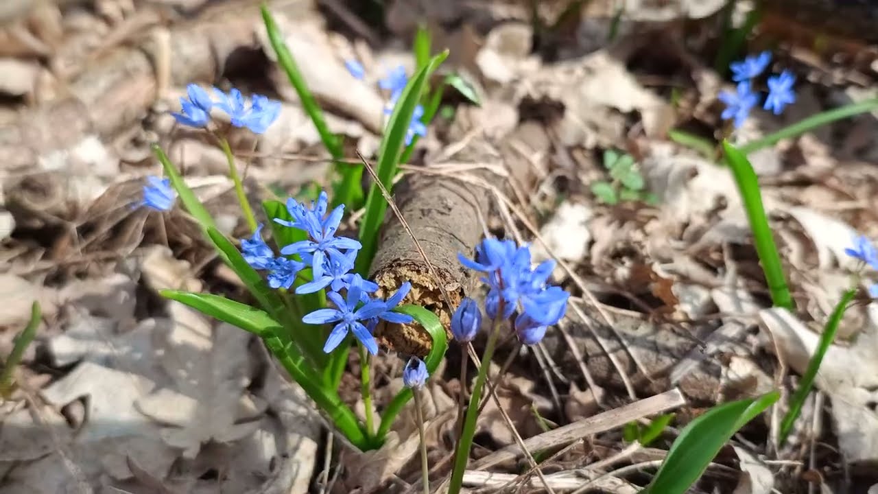 Pădurea cu viorele ascunde o lebăda singură și tristă . Locul secret de pescuit .