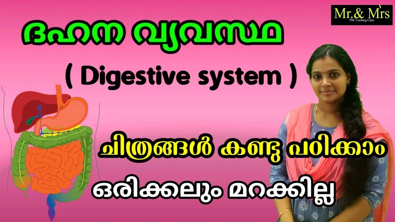 Digestive system (ദഹന വ്യവസ്ഥ ) ചിത്രങ്ങൾ കണ്ടുപഠിക്കാം. ഒരിക്കലും മറക്കില്ല