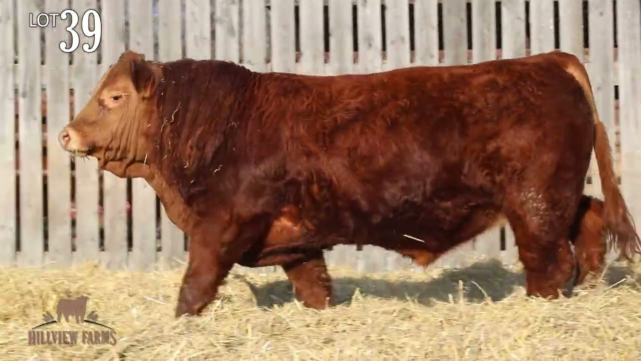 Hillview Farms Bull & Female Sale 2025 Lot 39 Hillview Magic Bullet RGK 135M