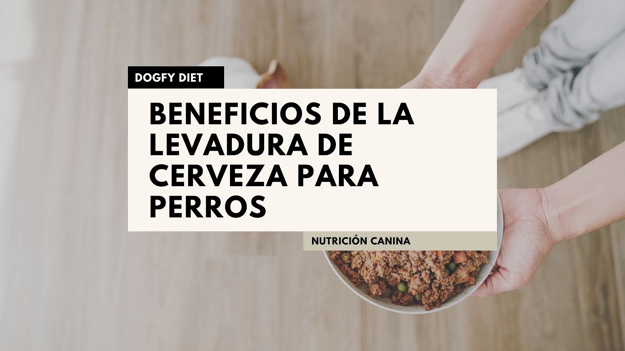 Levadura de cerveza para perros🍻 : Beneficios