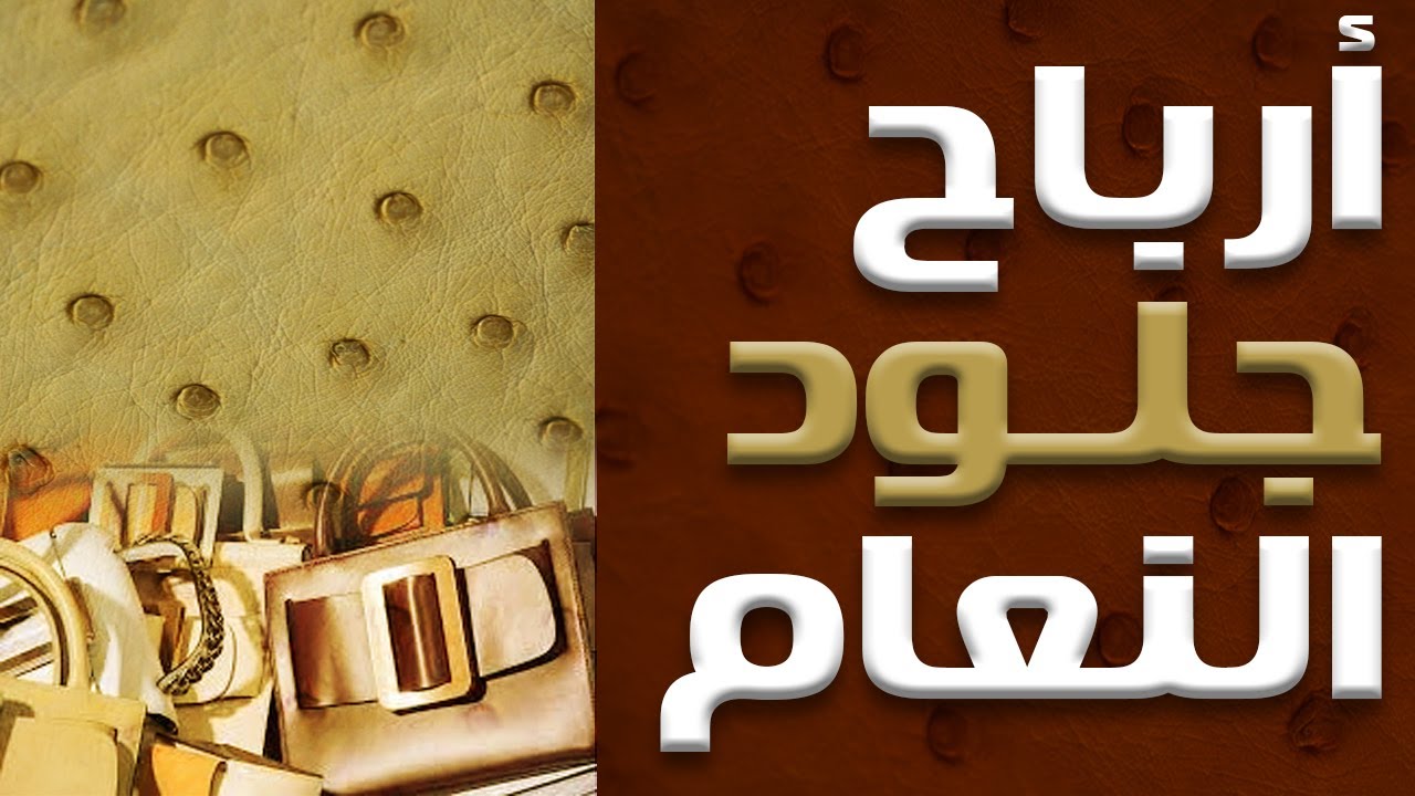 كيف تحقق أقصى أرباح من جلود النعام