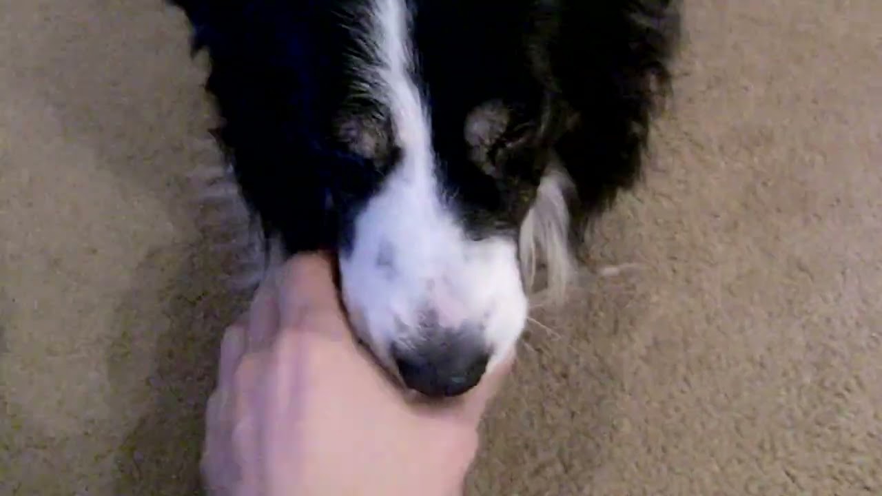 border collie sparrow dog hond