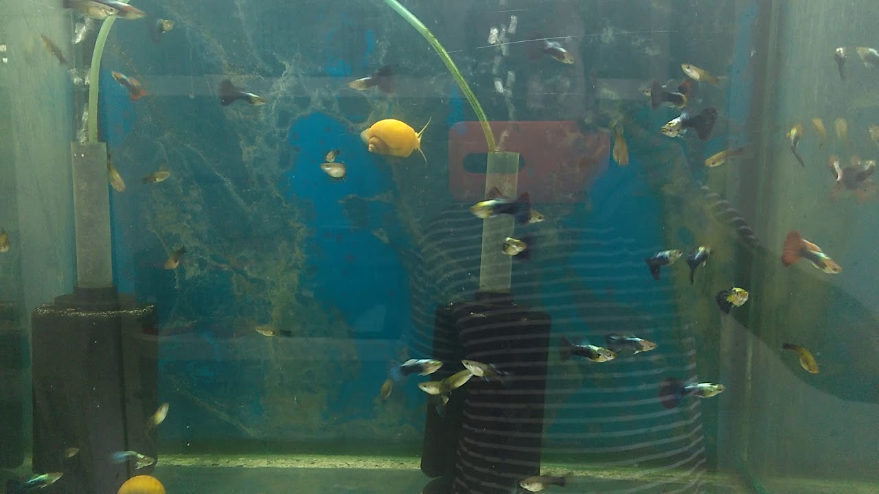 Aqu&aacute;rio de pesx  vendo peixe ornamentais plantas tamb&eacute;m vendo pr aqu&aacute;rio.....