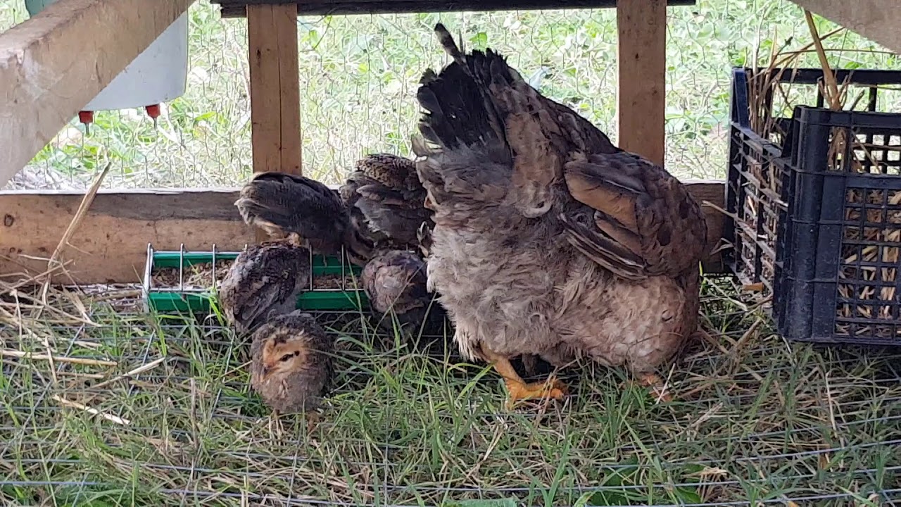 Chicken tractor contro predatori tenaci