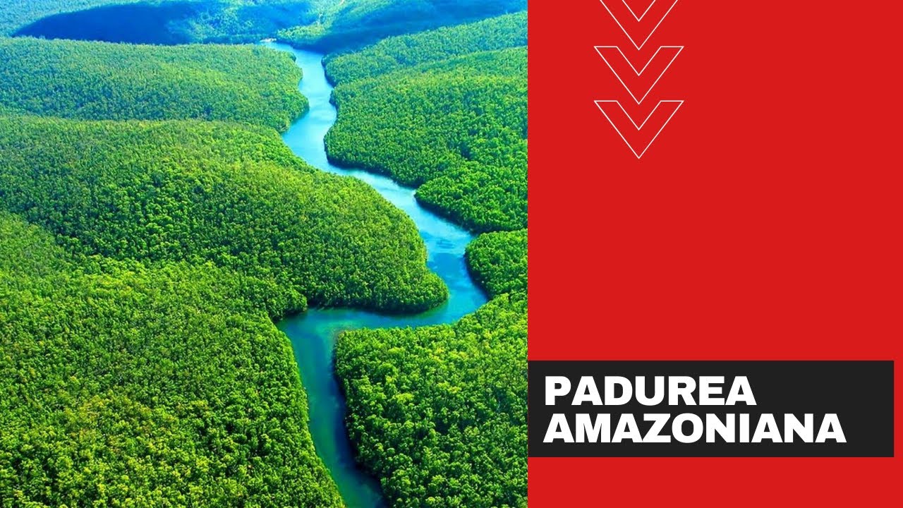 Padurea Amazoniana - secretele padurii amazoniene.
