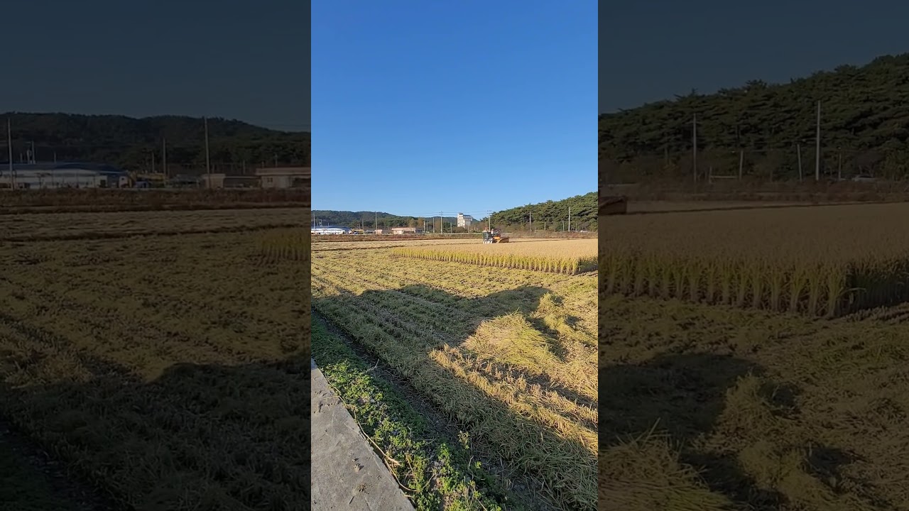 이세키 5조 콤바인 최고속작업 #이세키 #5조 #콤바인 #HJ5101 #ISEKI #동양 #국제 #TYM #5조최강콤바인