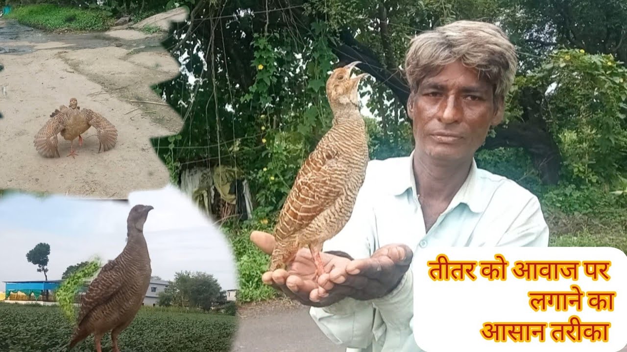 तीतर को अपनी सिटी पर लगानेका आसान तरीका ।।देशी तीतर की ट्रेनिंग।।