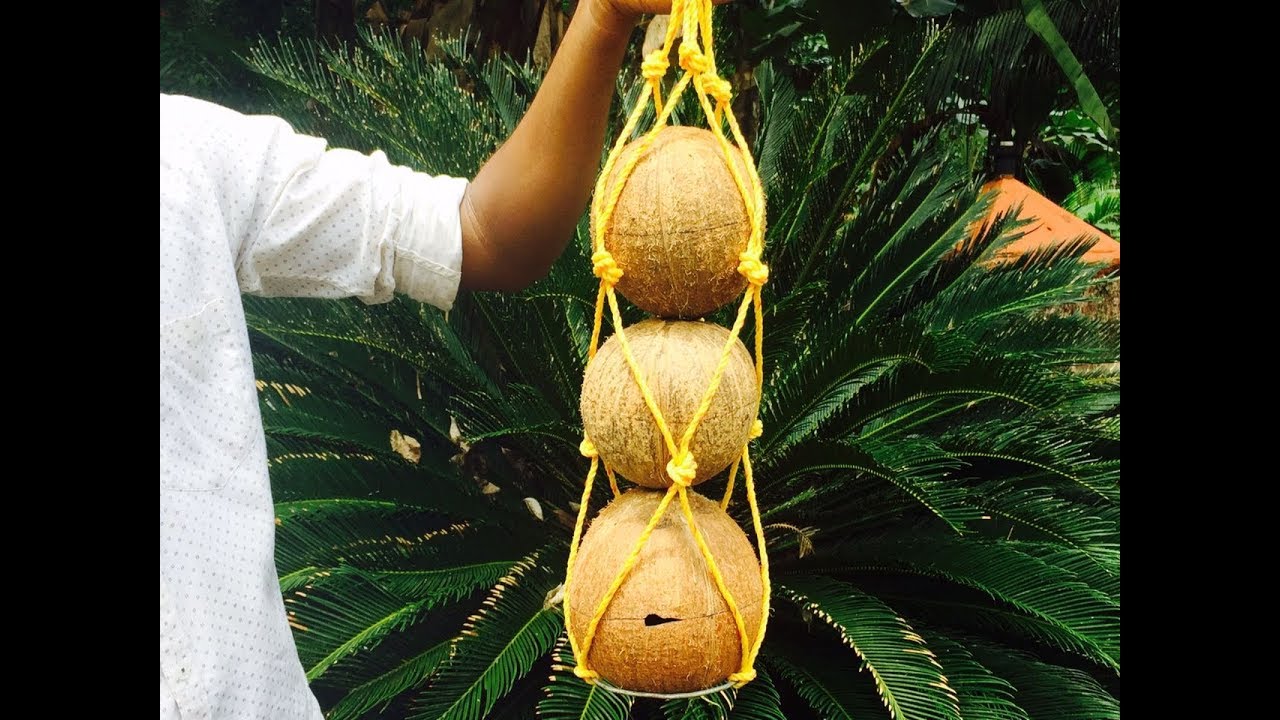 stingless honey bee colony in coconut shells  🐝