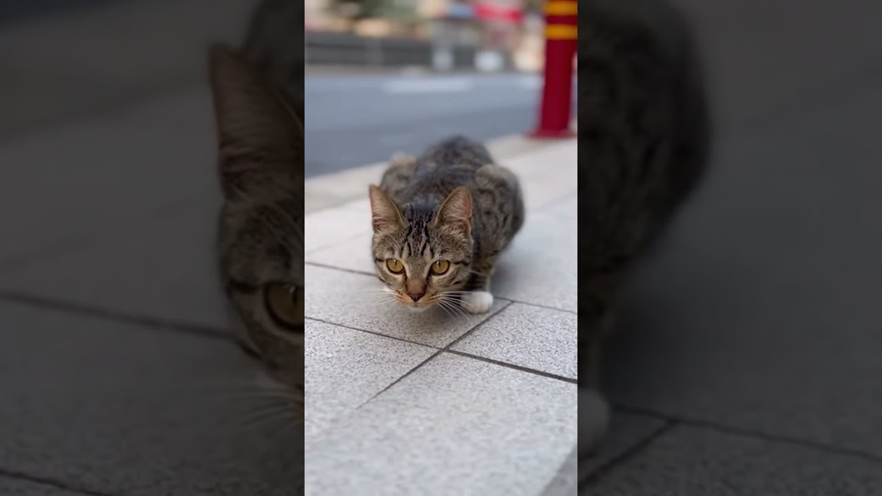 cat on road ❤️‍🩹👆 Unexpected feline rescue caught on camera 