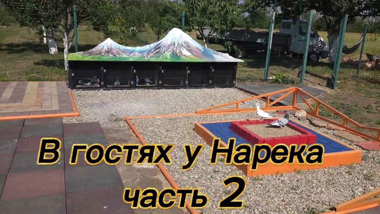 В гостях у  друга Нарека Часть 2 @golubedromararat  #աղավնի #pigeon #кабутар #голуби