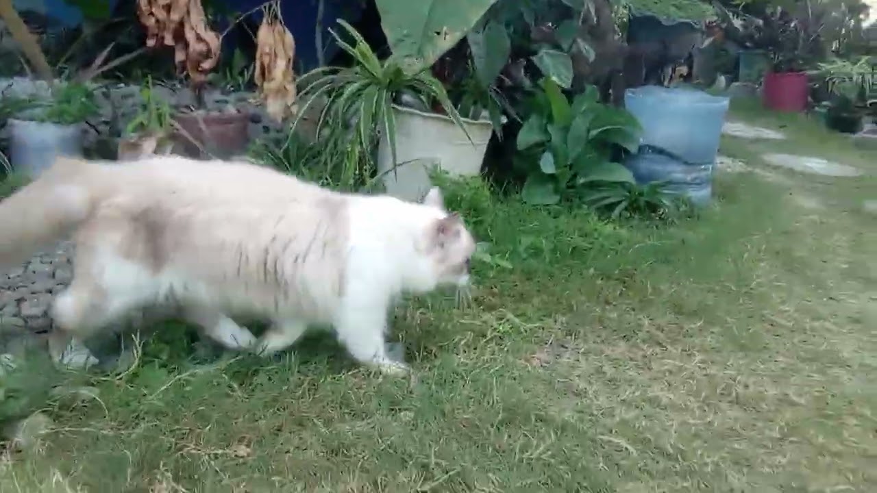 i need grass cutter