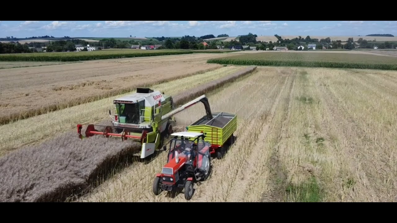 Młucimy Rzepak Rekordowy Plon Na Gospodarstwie Ponad 5 Ton !!!!
