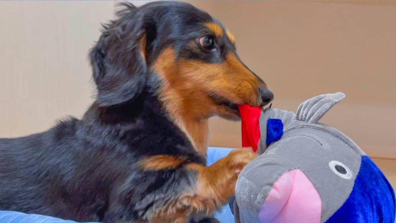 【神回！】ヤバい動きをするおもちゃで遊ぶ愛犬の反応が可愛すぎた【ダックスフンド】