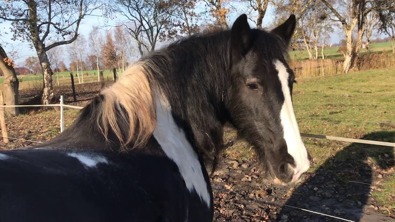 Pferdehaltung - Leben auf dem Paddock Trail