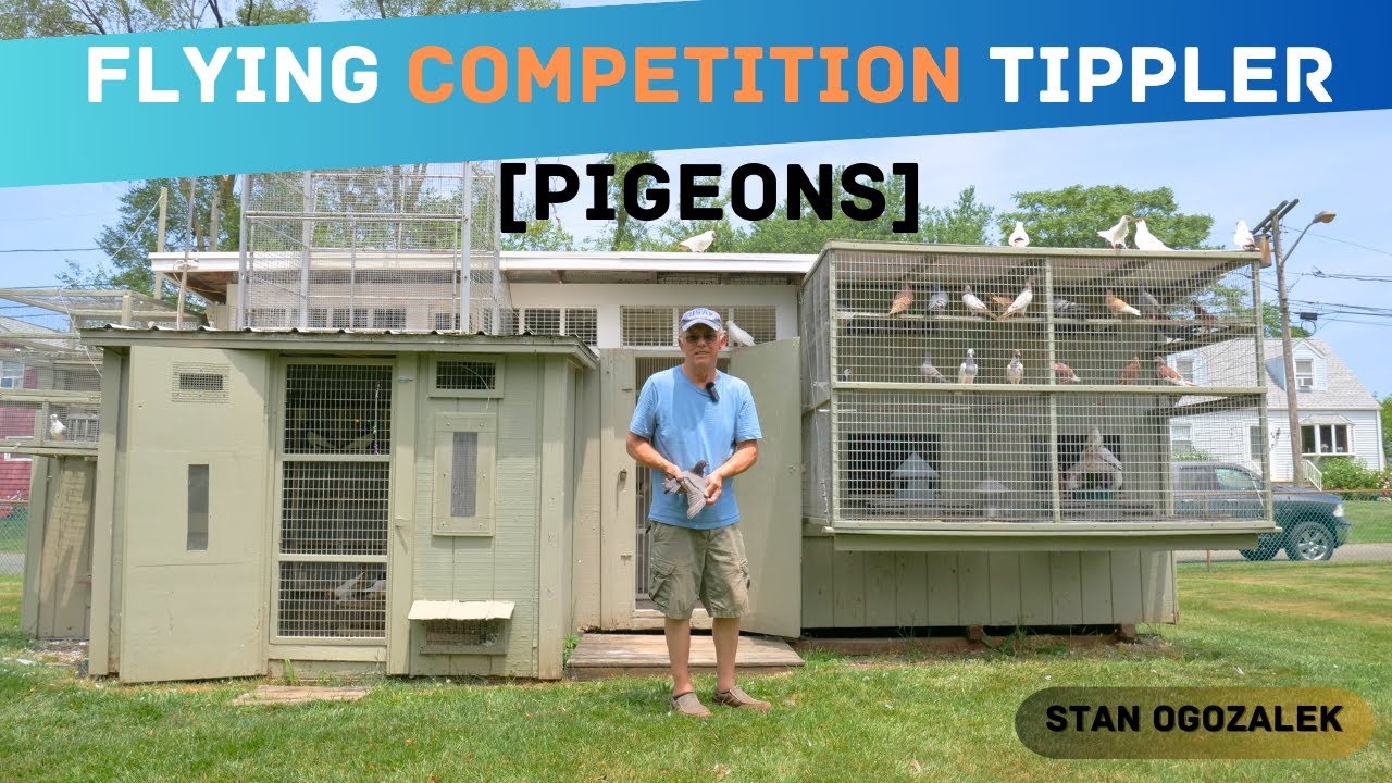Flying Competition Tippler [Pigeons] - Loft Tour Stan Ogozalek