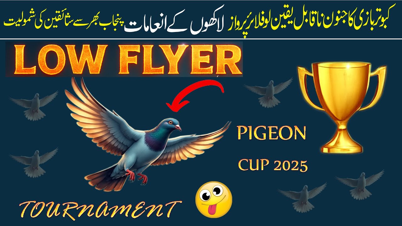 Low Flyer Pigeon Flight | Amazing Sky Performance & Long Duration Flying Pigeons | Abdul Majeed Bati